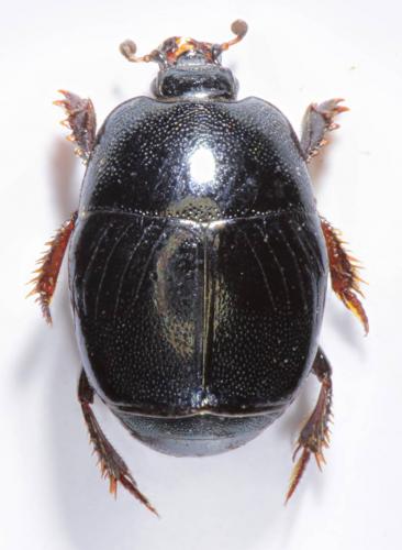 Hypocaccus rugifrons